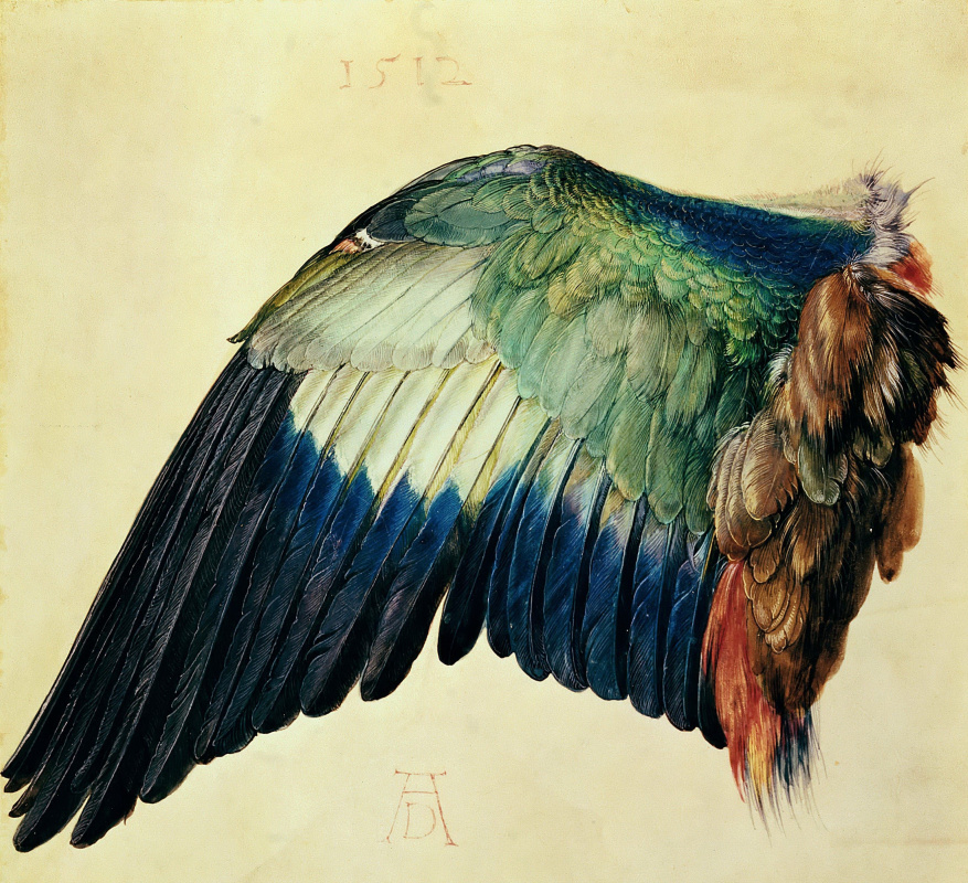 Albrecht Durer. Bluebird Wing