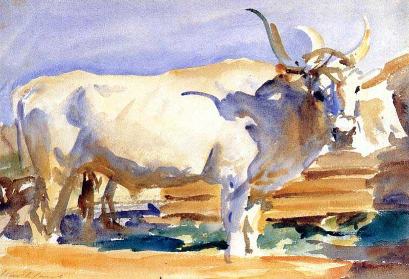 John Singer Sargent. White ox at Siena