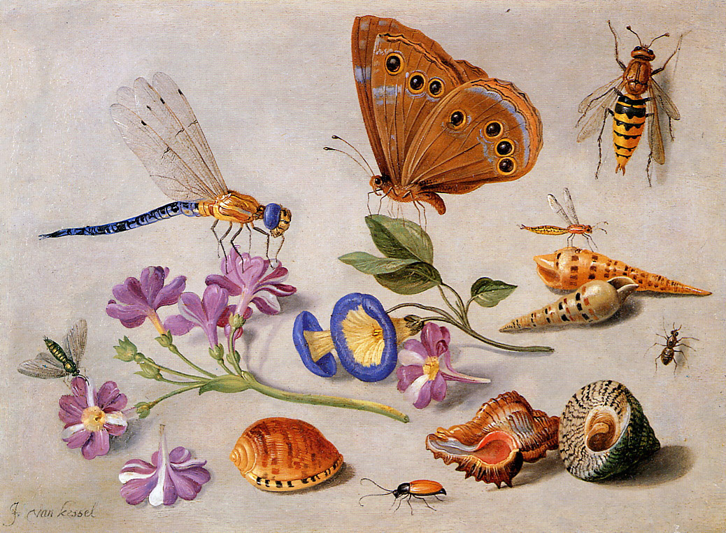 Jan van Kessel Elder. Still life with butterfly