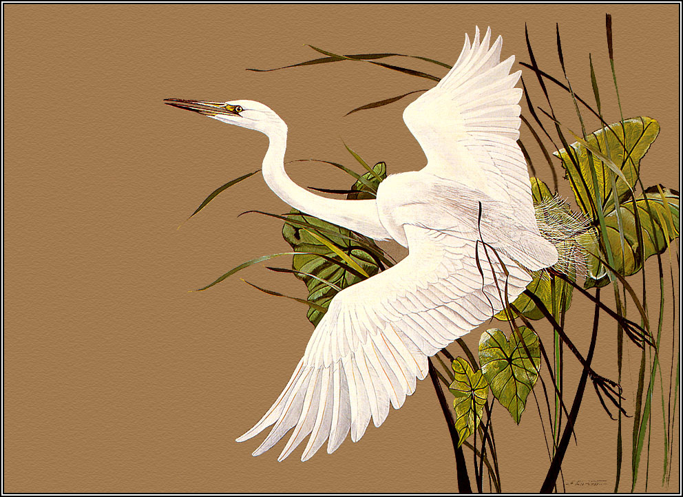 Penny Olsen. White egret
