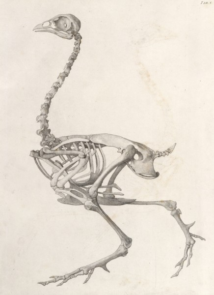 George Stubbs. The skeleton of a bird.