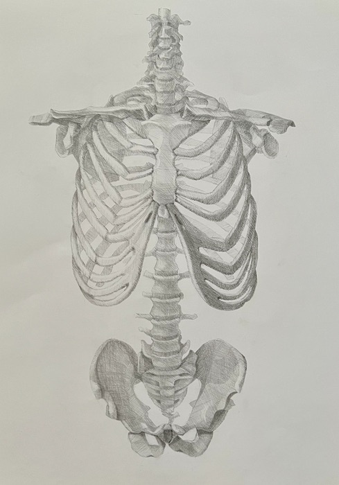 Larissa Lukaneva. Human skeleton. Front view.