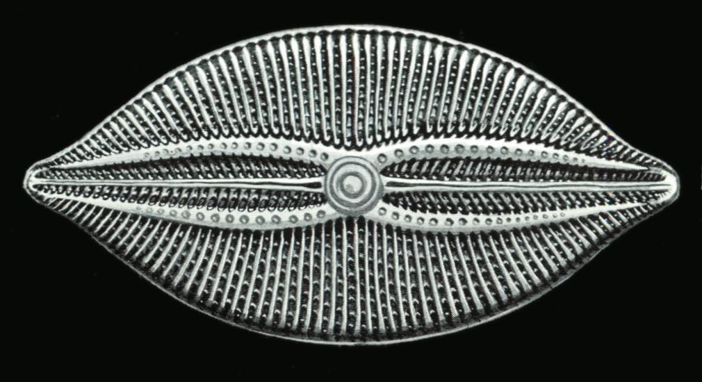 Ernst Heinrich Haeckel. Navikula bulat. "The beauty of form in nature"