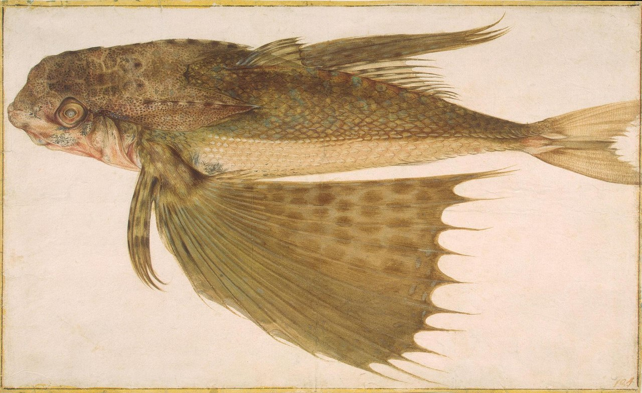 Jacopo Ligozzi. Sketch of fish (Dactylopterus volitans).