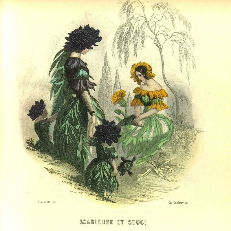 Jean Ignace Isidore Gérard Grandville. Scabiosis and Calendula. The series "Animate Flowers"