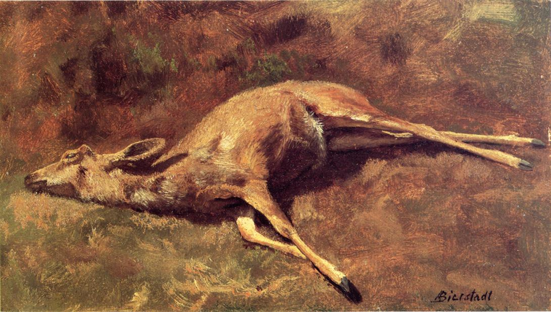 A forest dweller. The picture of the dead deer