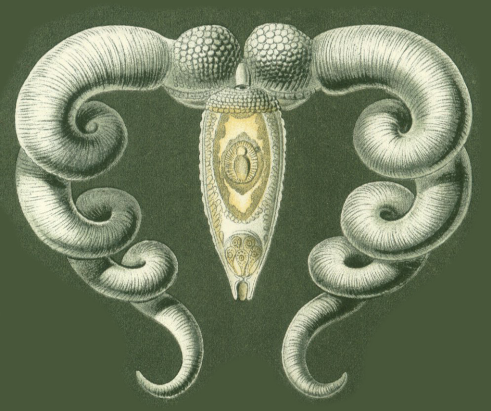 Ernst Heinrich Haeckel. Flat worm Bucephalus. "The beauty of form in nature"