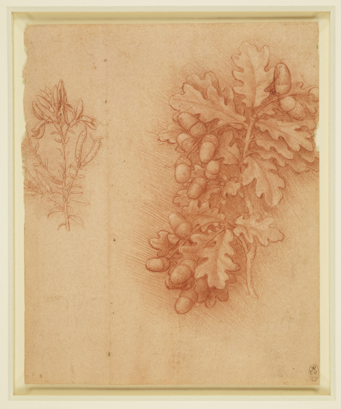 Leonardo da Vinci. Oak and dyer's greenweed