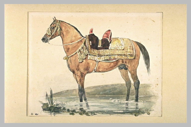 Arab horse under the saddle in shallow water