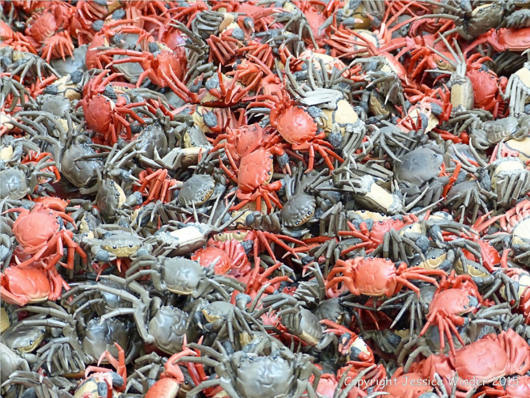 River crabs