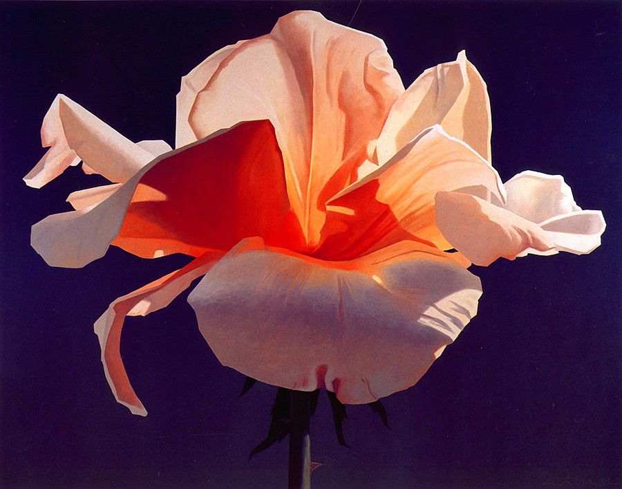 Ed Mell. Fiery rose