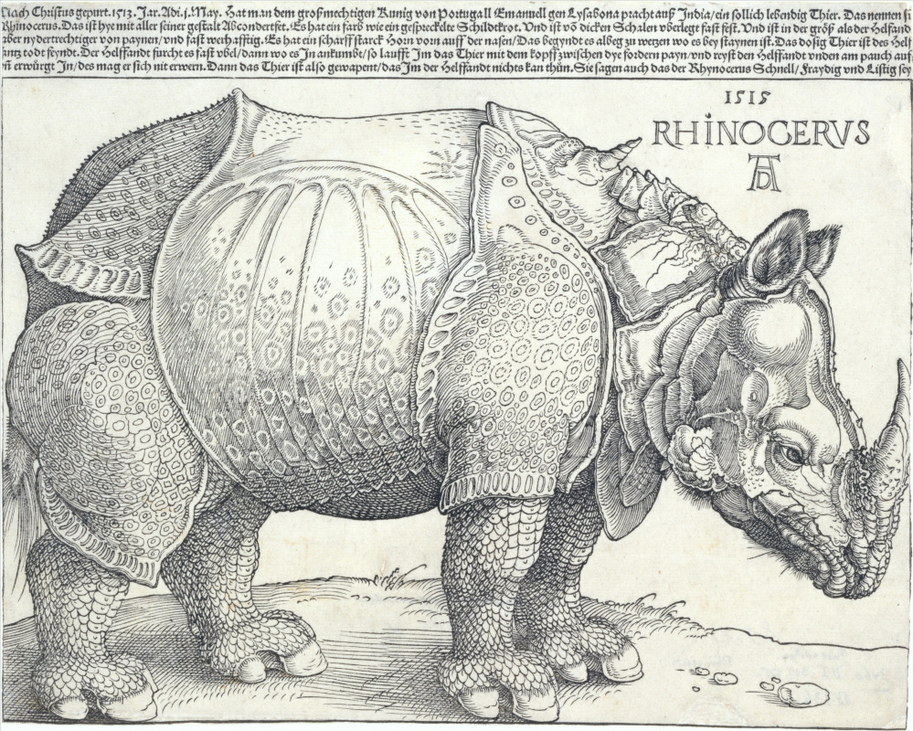 Albrecht Dürer. Nosorog