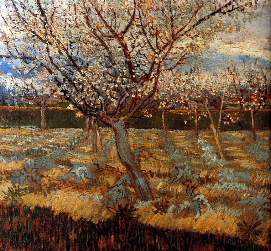 Vincent van Gogh. Blooming apricots