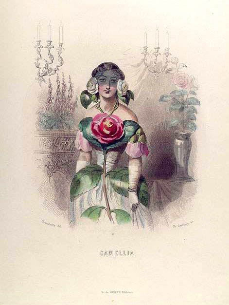 Jean Ignace Isidore Gérard Grandville. Camellia. The series "Animate Flowers"