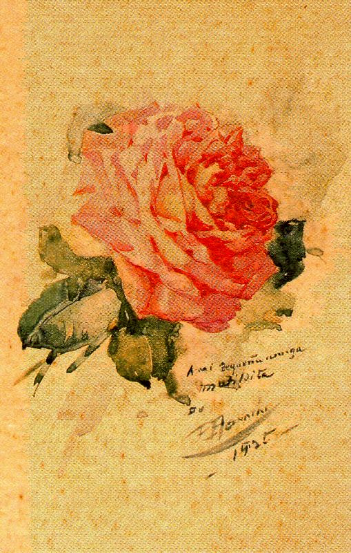 Francisco Bonnin. Beautiful rose