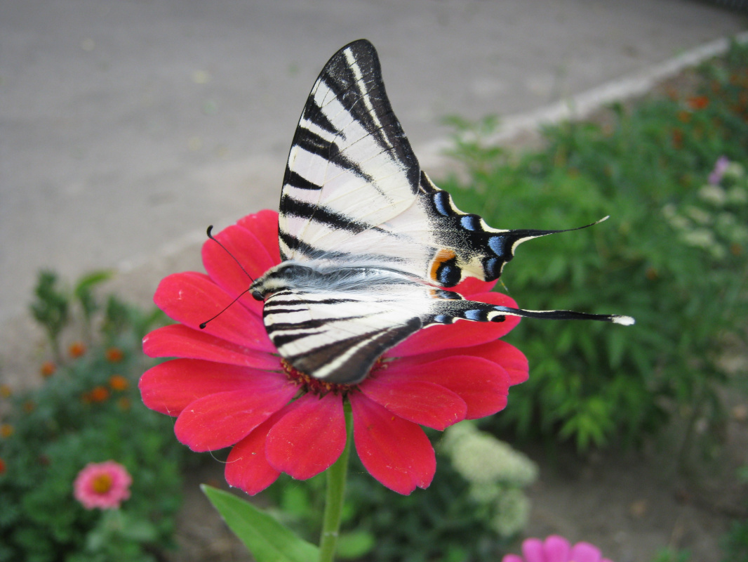 Alexey Grishankov (Alegri). "Butterfly in the city"