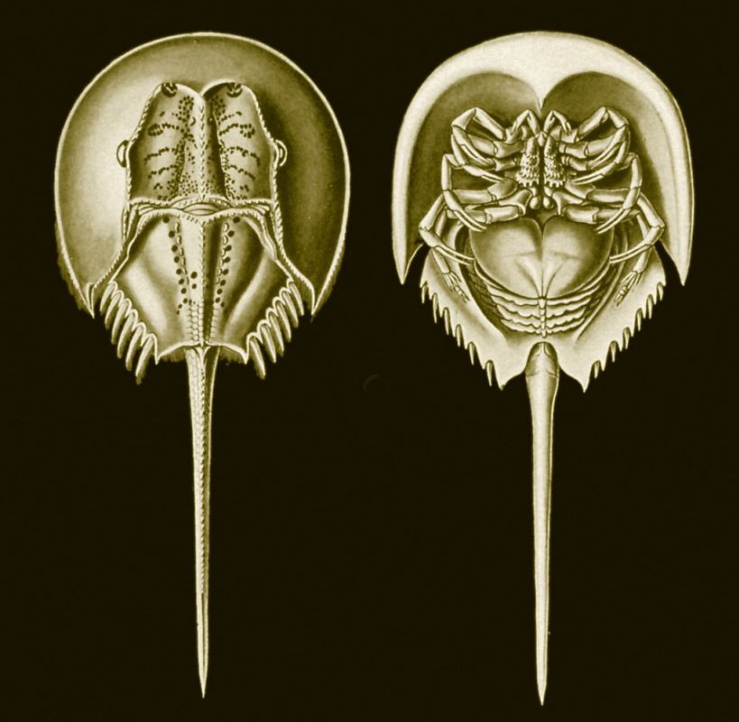 Ernst Heinrich Haeckel. Horseshoe tails "The beauty of form in nature"