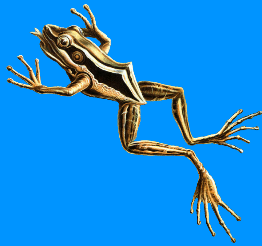 Ernst Heinrich Haeckel. Red-eared frog. "The beauty of form in nature"