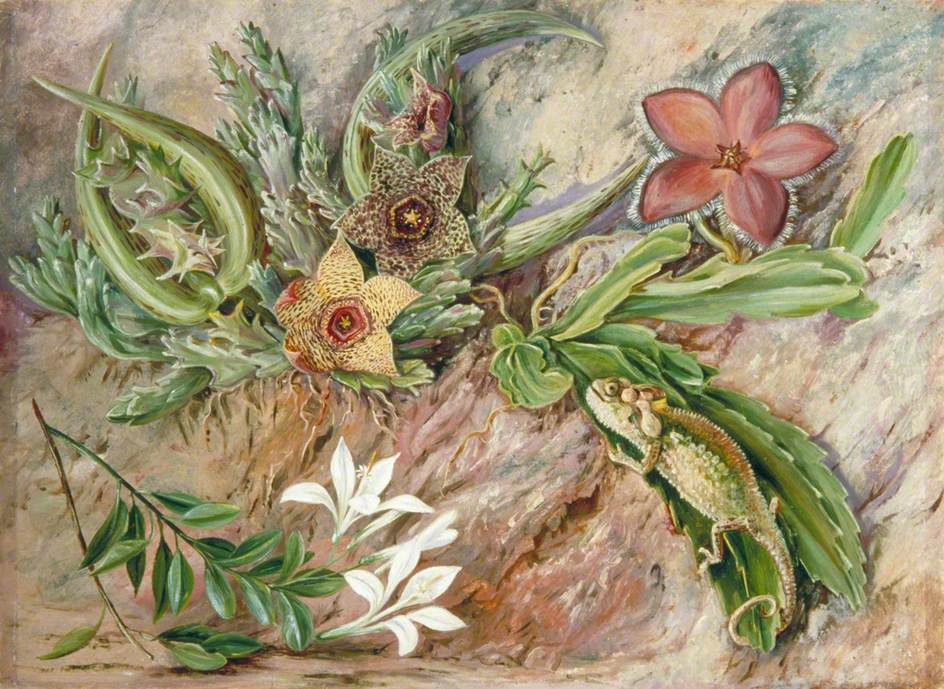 Марианна Норт. Хамелеон и цветы. "Южноафриканские особенности"