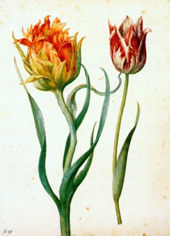 Georg Flegel. Two Tulip