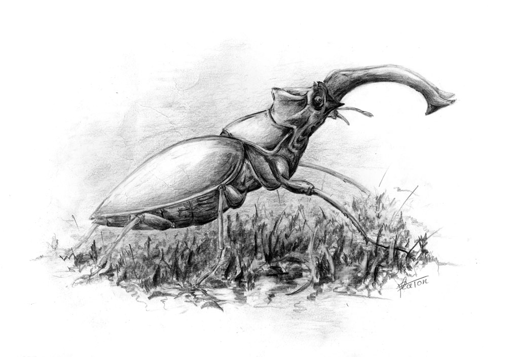 Platon Nikolayevich Starodubov. Deer Beetle