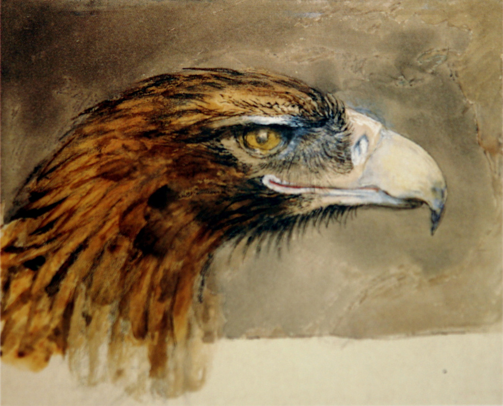John Ruskin. Golden Eagle (tête d'aigle)