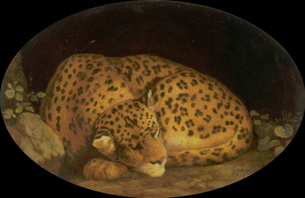 Sleeping leopard