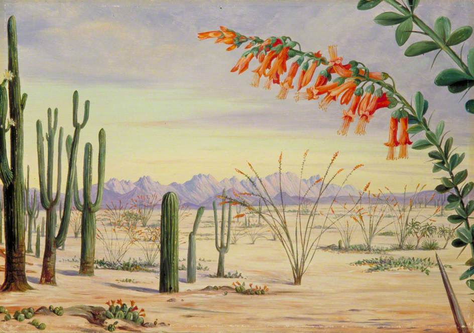 玛丽安娜北. 植物在亚利桑那沙漠