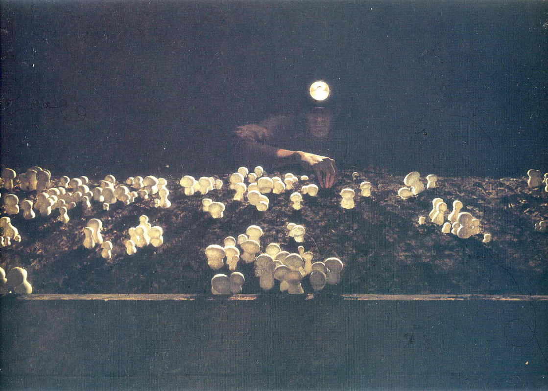 Jamie Wyeth. Mushroom
