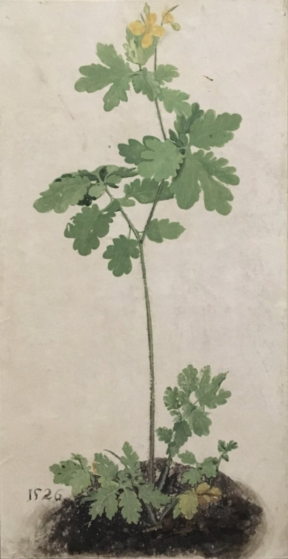 Albrecht Dürer. Celandine