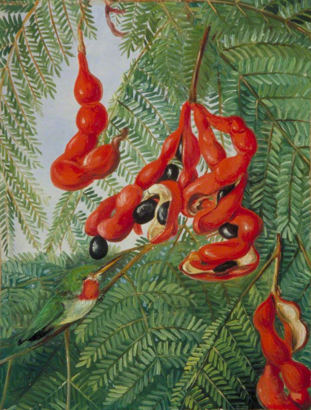 Marianna North. Fruits of wild tamarind and red chest breasts, Jamaica