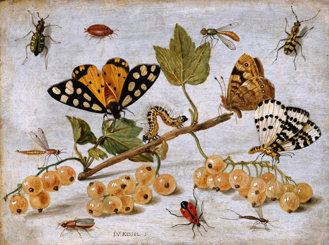Jan van Kessel Elder. Insects and fruit