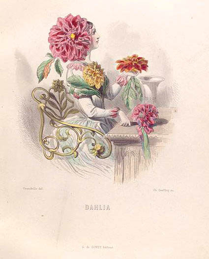 Dahlia. The series "Animate Flowers"