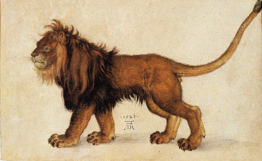 Albrecht Dürer. Lion