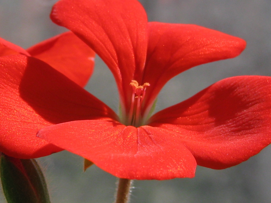 Alexey Grishankov (Alegri). "Geranium"(Geranium)