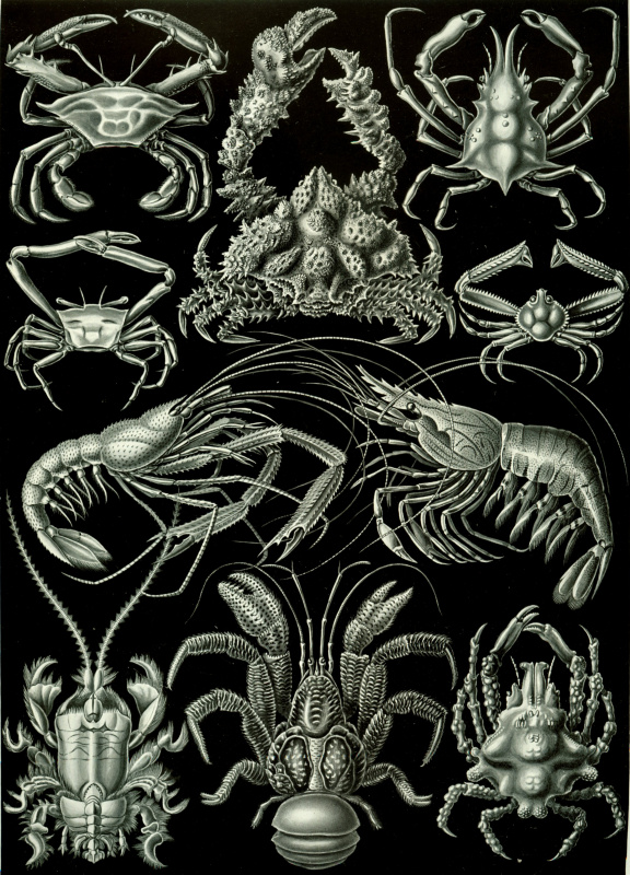 Ernst Heinrich Haeckel. Decapod crustaceans (Decapods). "The beauty of form in nature"