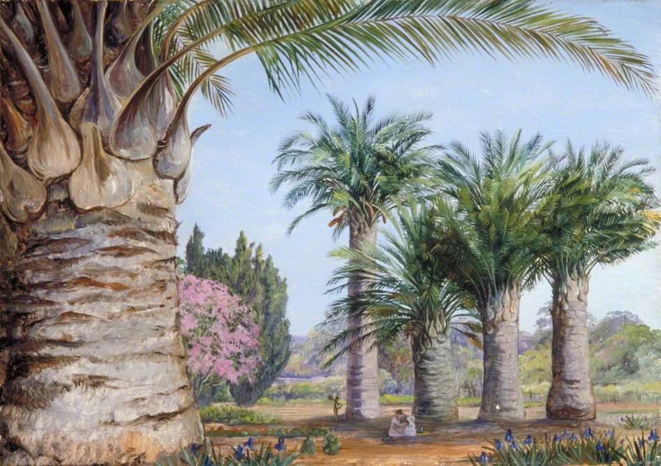 Marianna North. Chile Coconut Trees in Camden Park, New South Wales