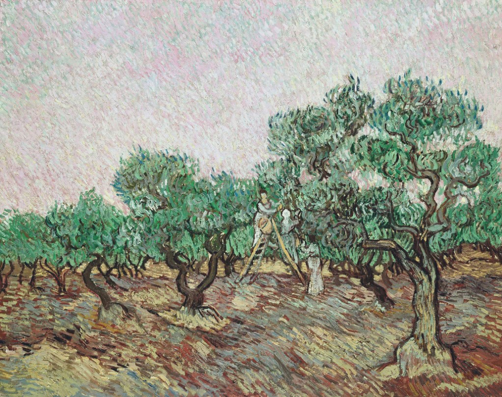 Vincent van Gogh. The collection of olives