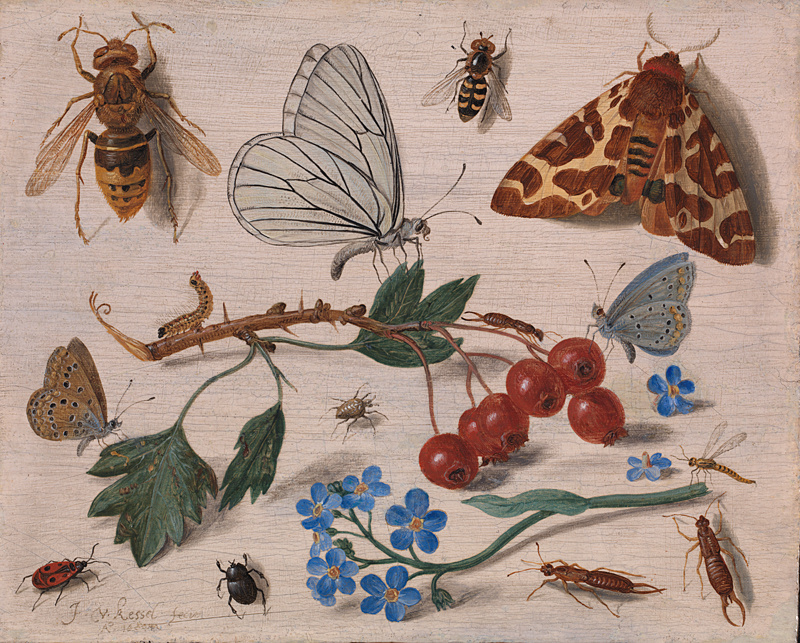 Jan van Kessel Elder. Insects with Common Hawthorn and Forget-Me-Not