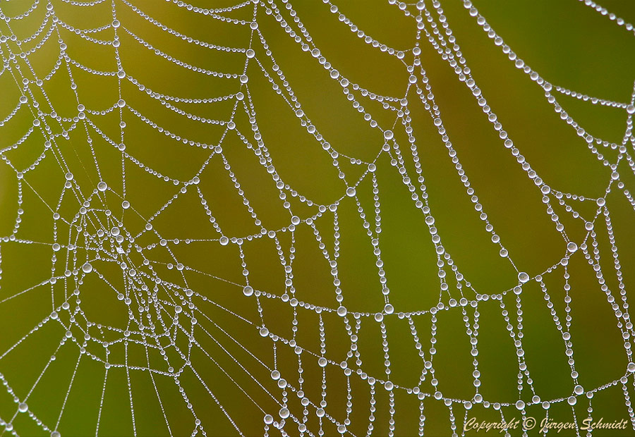 Jürgen Schmidt. Spider web