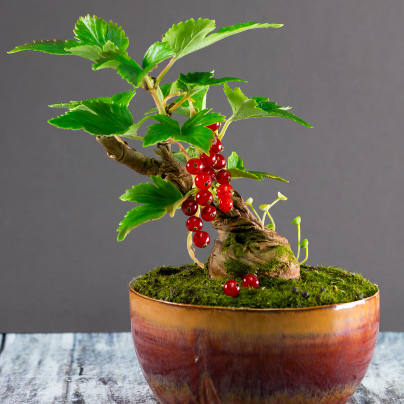 london bonsai Bonsai Tree | House Plant | Order Plants Online London main image 0