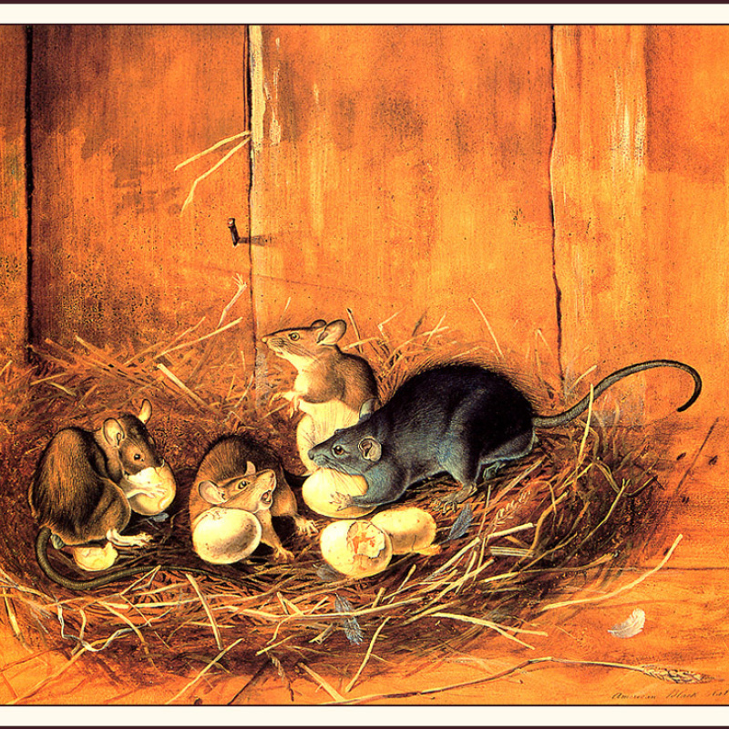 John James Audubon. Viviparous quadrupeds | Arthive